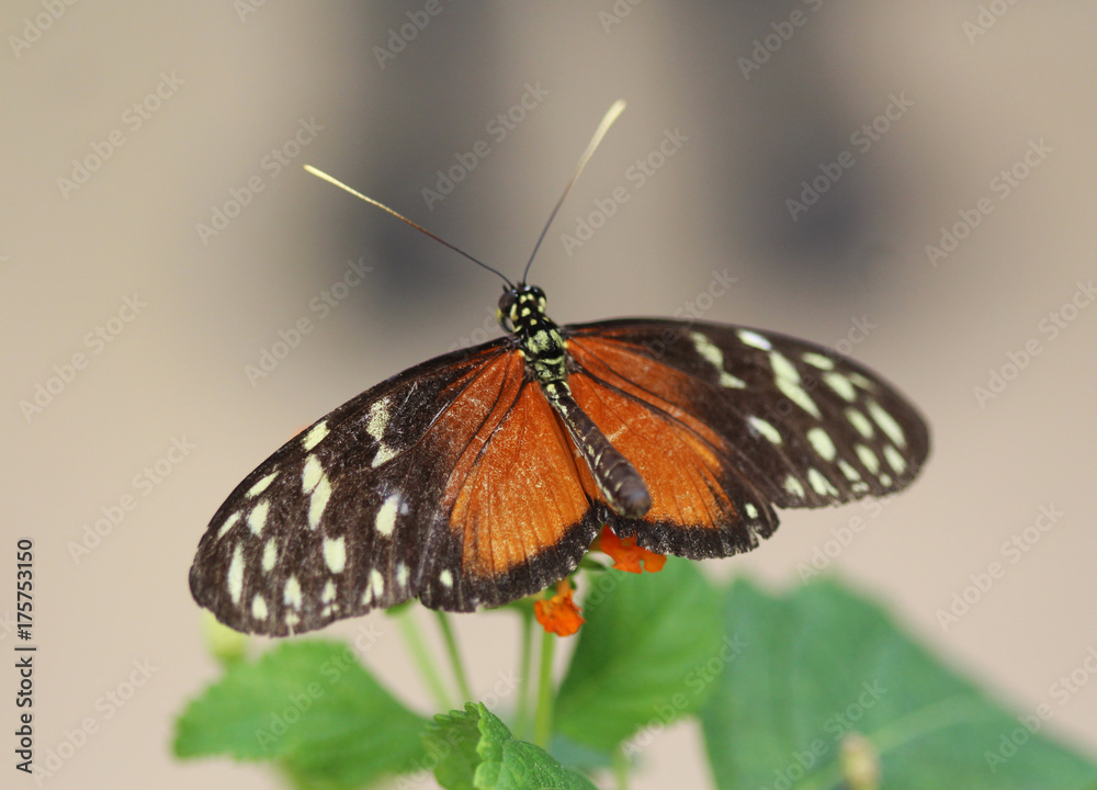 Fototapeta premium tiger longwing butterfly (Heliconius hecale)