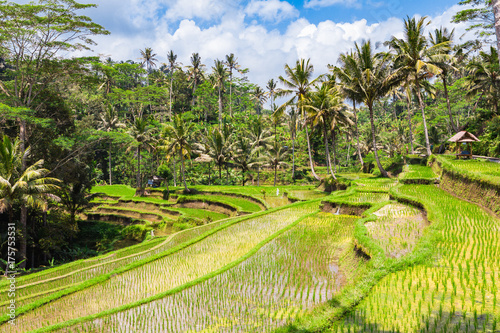 Rice terraces. Bali, Indonesia.
