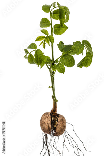 Sprout of a young walnut, isolated on white background photo