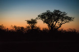 Silhouetted trees at sunset on African savannah