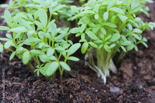 Junge Salatpflanze, Natur, frische 