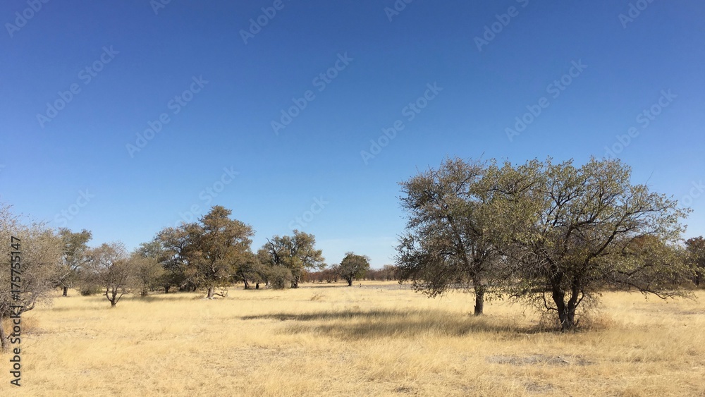 Landscape in the central part of Botswana, Africa