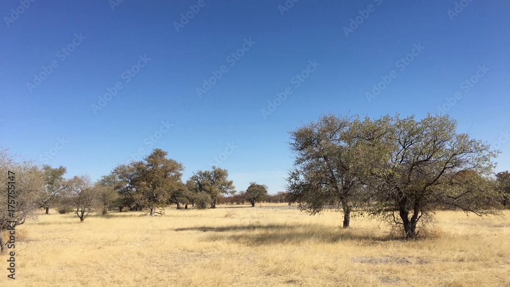Landscape in the central part of Botswana, Africa Landscape in the central part of Botswana, Africa
