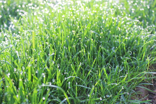 Rasen, Gras am Morgen, frisch