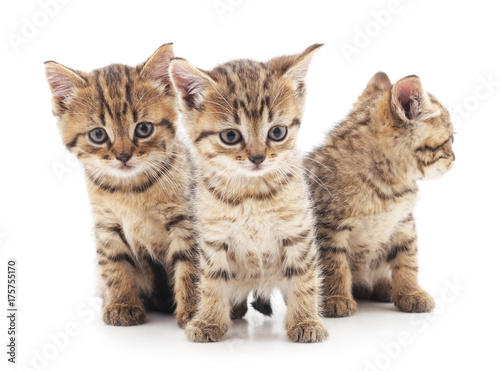 Three little kittens.