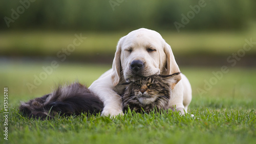 best friends. Puppy with cat