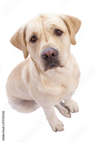 Sad Dog Labrador