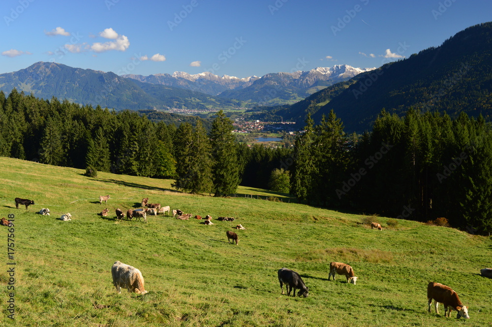 Der Alpsee bei Immenstadt im Allgäu mit Kühe auf der Weide im Vordergrund