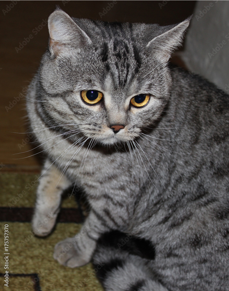 Домашний серый кот с золотыми глазами внимательно смотрит