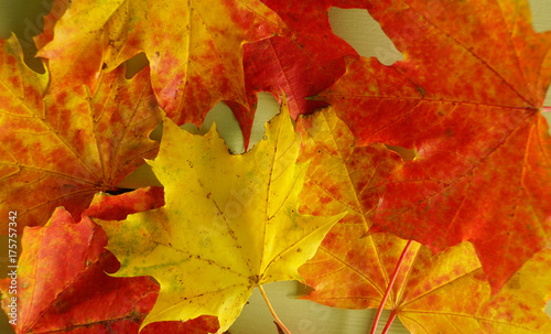 Colorful autumn maple leaves on table