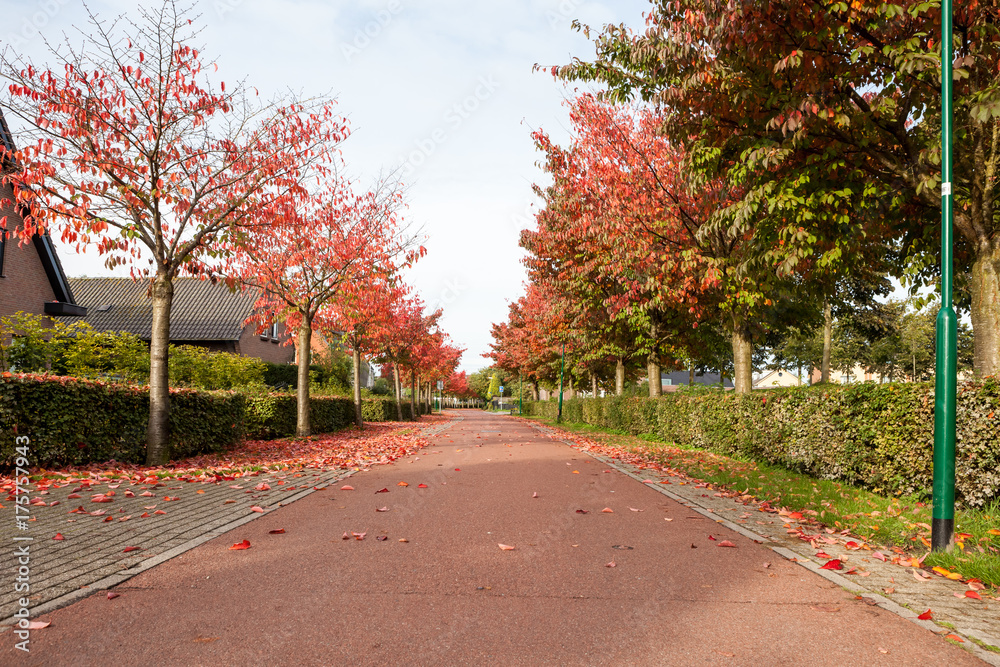 Fototapeta premium falling leaves of the trees