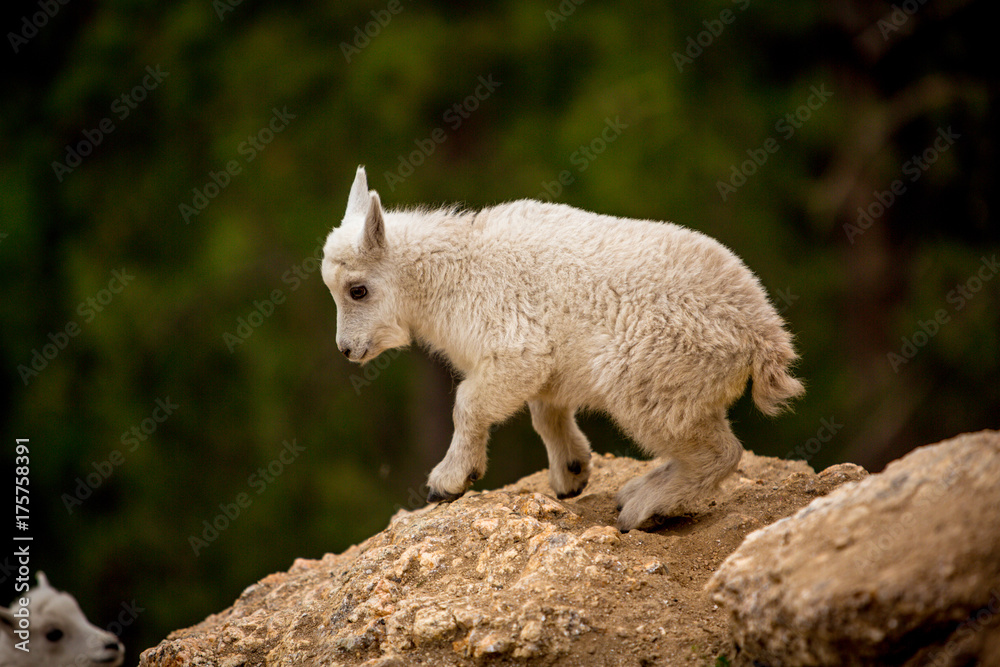 A baby mountain goat navigating rocky terrain in South Dakota, USA A baby mountain goat navigating rocky terrain in South Dakota, USA