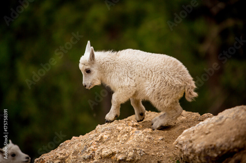 A baby mountain goat navigating rocky terrain in South Dakota, USA