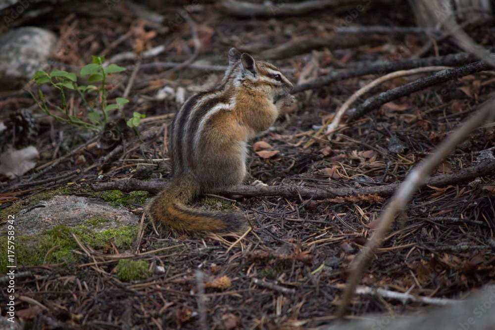 Wildlife chipmunk nibbling in forest Wildlife chipmunk nibbling in forest