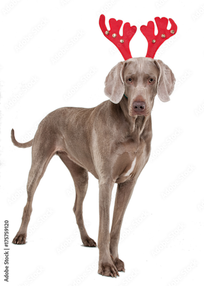 Hund mit Rentiergeweih zu Weihnachten vor weißem Hintergrund