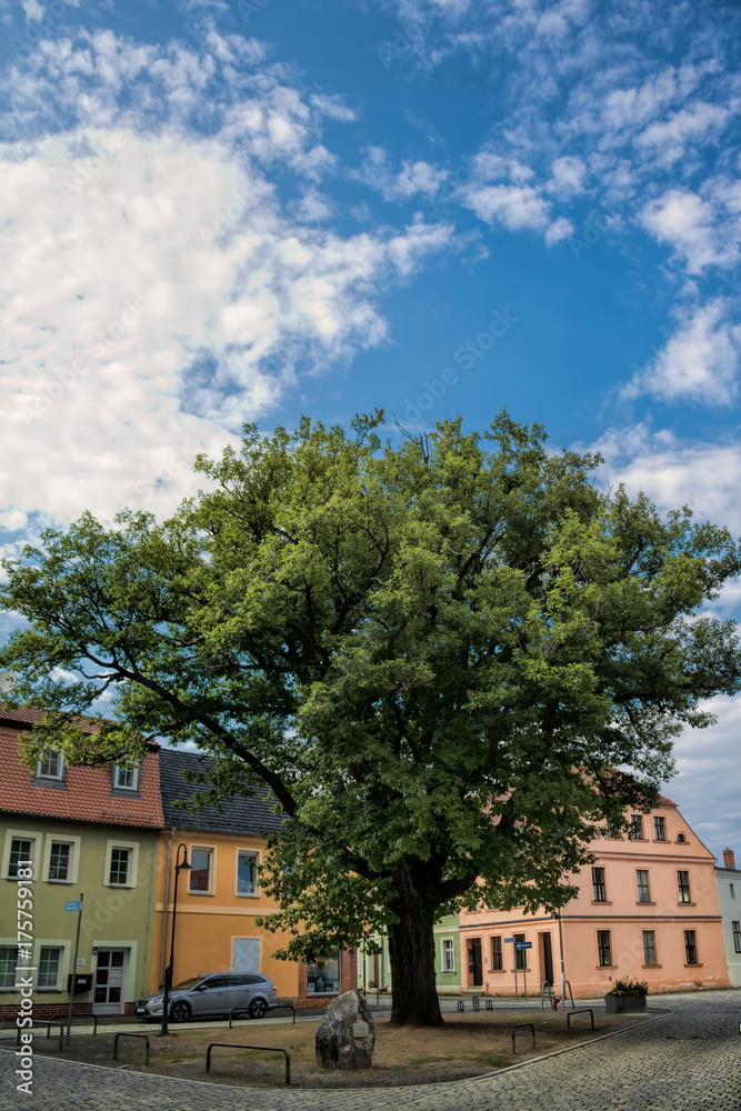 Naklejka premium Peitz, Luthereiche