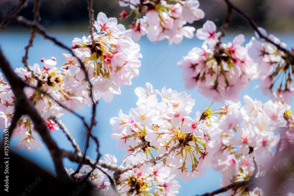 Beautiful cherry blossom in Washington DC, United States of America