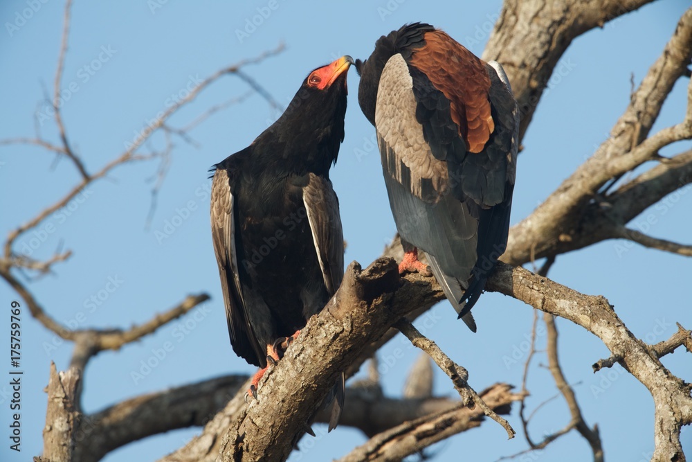 Bateleurs Bateleurs