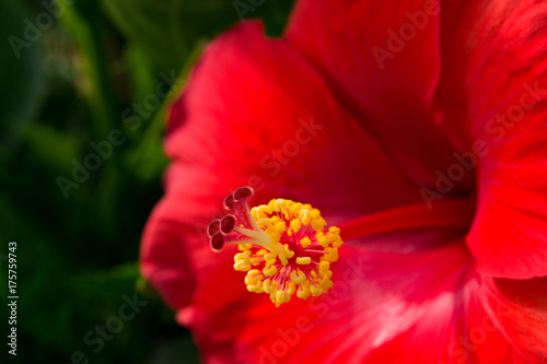 Red hibiscus close-up