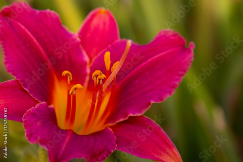 Pink lily close-up