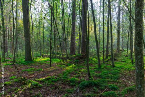 Natural stand of Bialowieza in morning mist