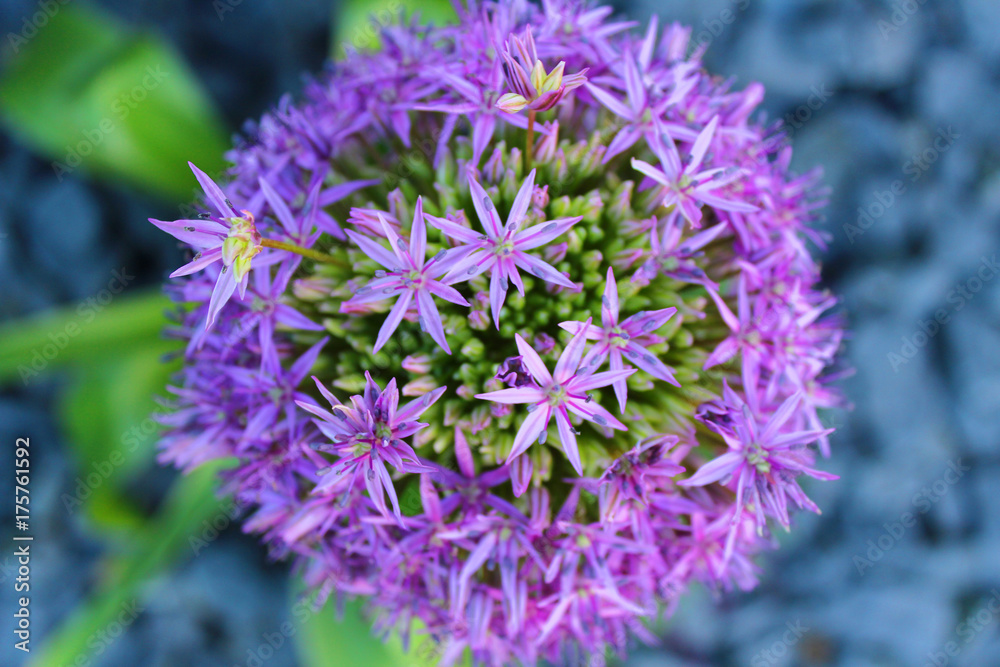 Blumen, Wildlauch, lila, Wildzwiebel Blumen, Wildlauch, lila, Wildzwiebel