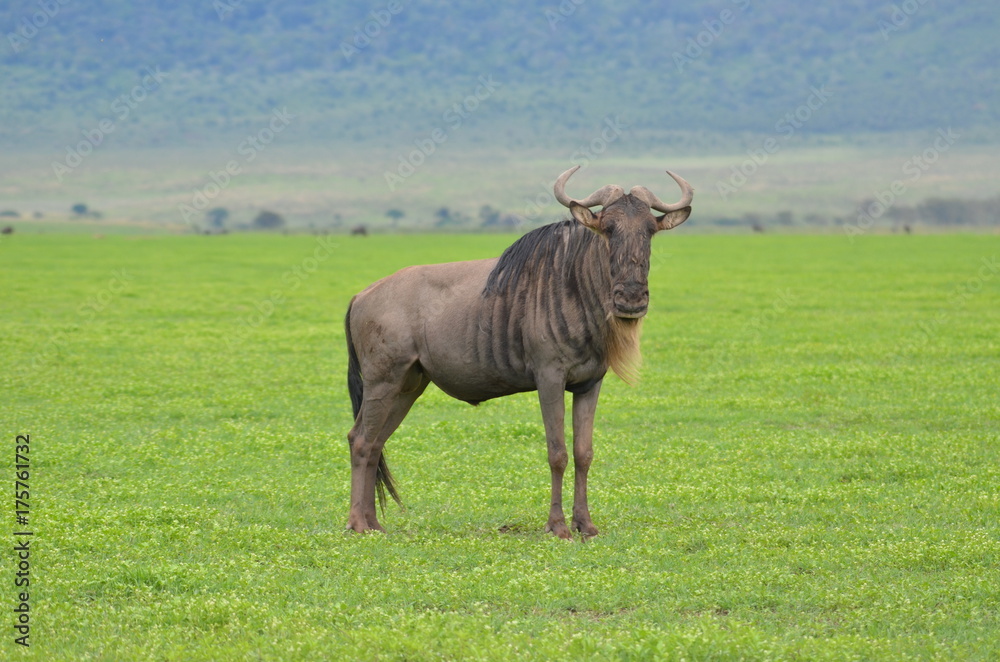 Fototapeta premium The African animals. Tanzania