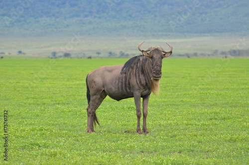 Fototapeta Naklejka Na Ścianę i Meble -  The African animals. Tanzania