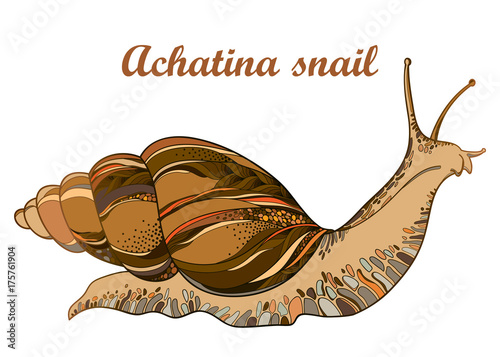 Vector drawing of Achatina snail or African giant land snail in the conical shell isolated on white background. Hermaphrodite gastropod mollusk in contour style for fauna illustration.
