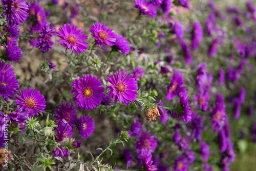 Purple Meadow flowers. Slovakia