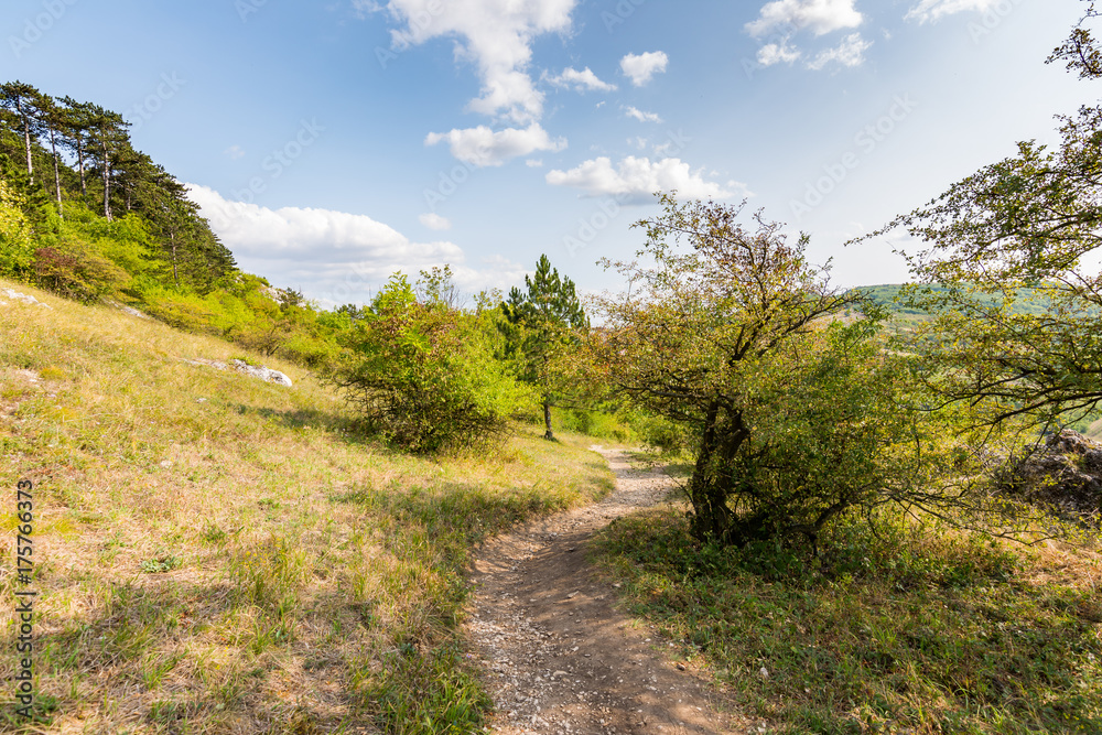 Path near the fields and meadow, agricultue, trees and bushes. Summer weather and blue sky