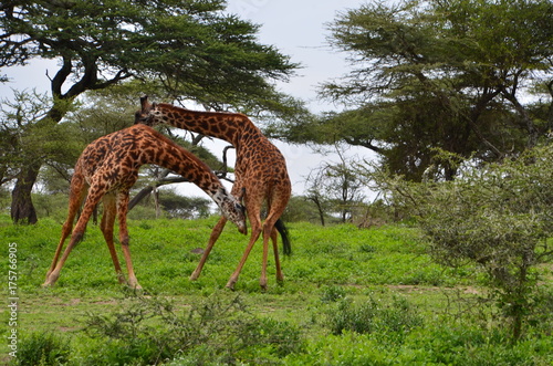 The African animals. Tanzania