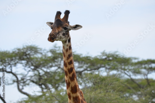 The African animals. Tanzania