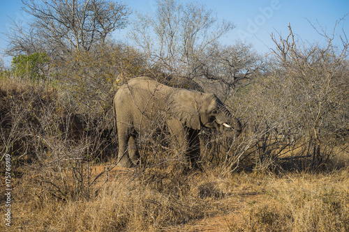 African elephant standing up eating leaves