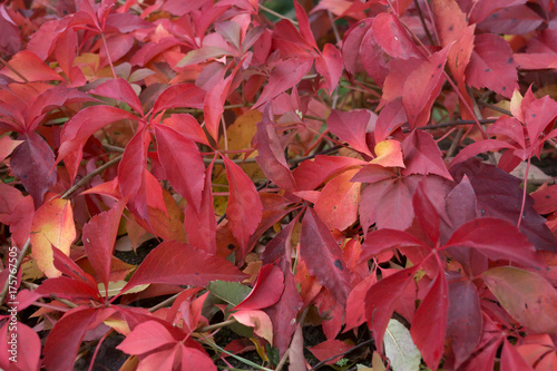 red and pink wine leaves