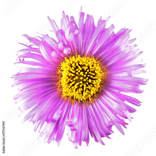 Bright pink flower with long petals isolated on white background. Pink aster flower with yellow center