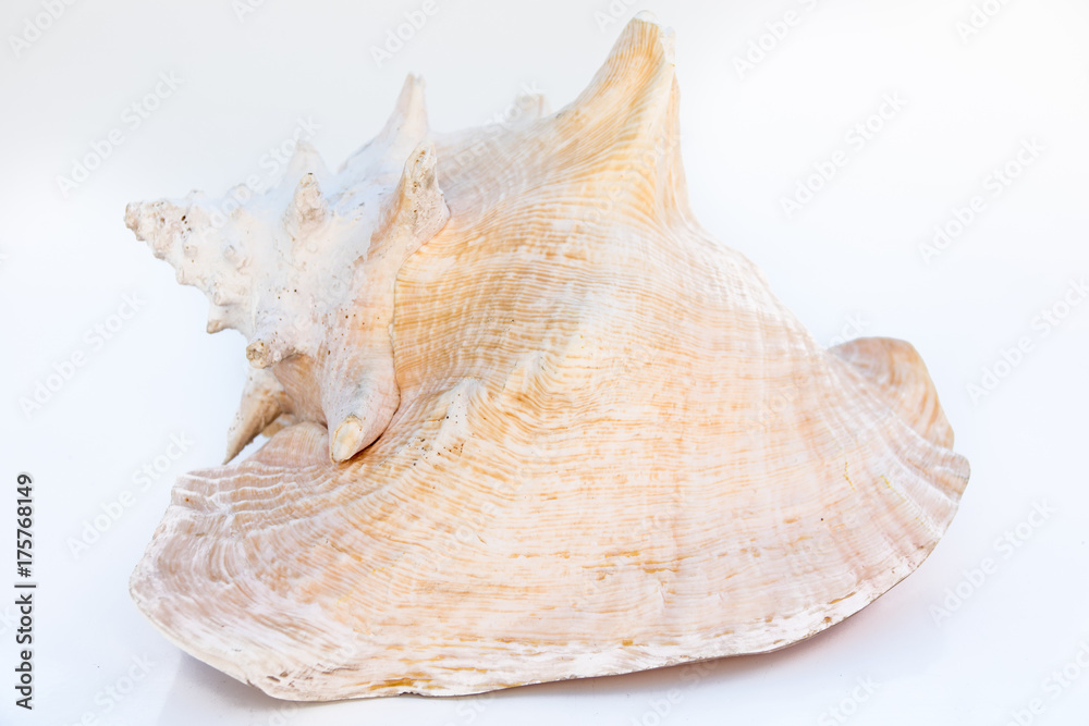 beautiful sea shell cowries, tropical sea and worm, isolated on white background. The whole body forms the whole shell. beautiful sea shell cowries, tropical sea and worm, isolated on white background. The whole body forms the whole shell.