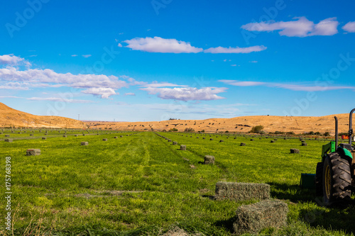 Alfalfa field freshly baled.  