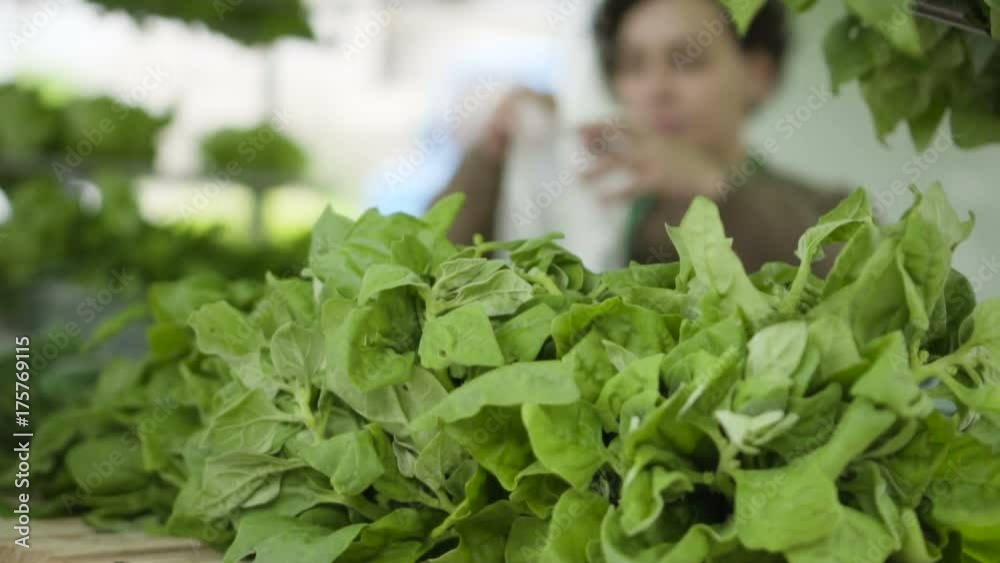 Vegetais e Plantas comestíveis