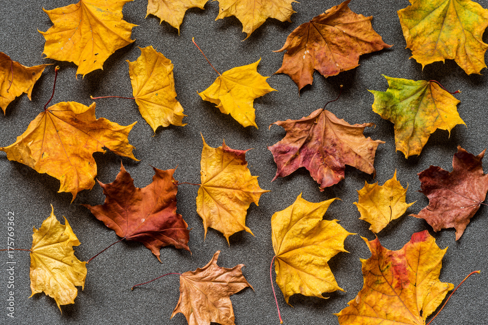 Obraz premium Different colored autumn dry leaves on a gray background. Top view