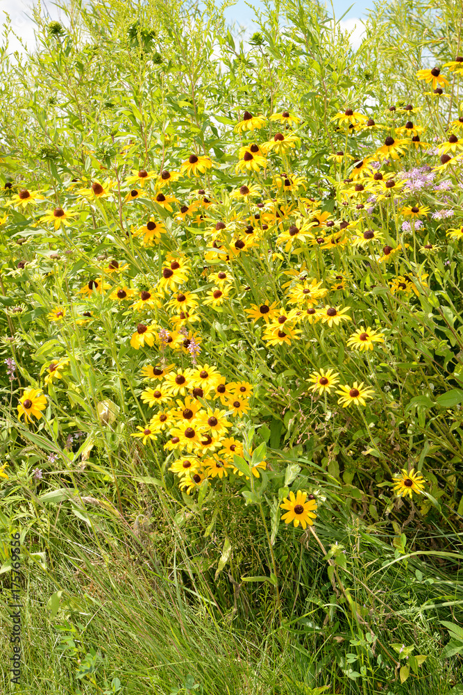 Yellow wildflowers 