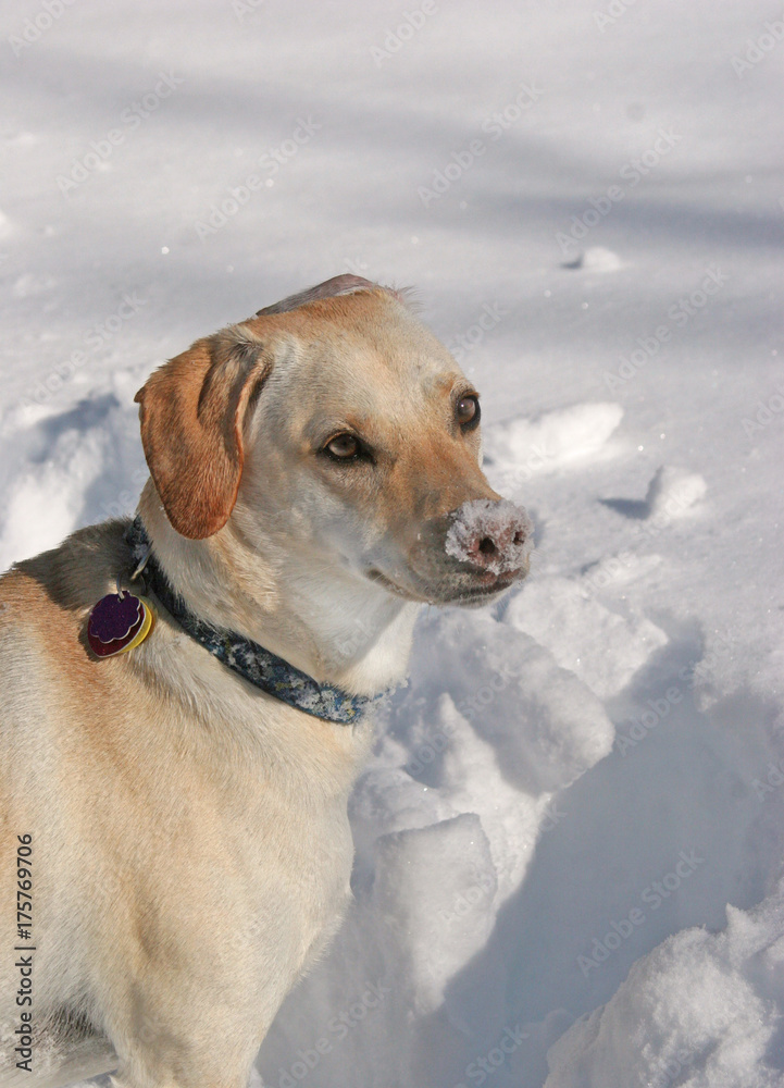 Snow Nose Rescue {up 