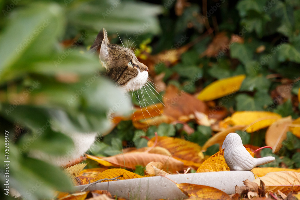 Obraz premium Katze im Herbstlaub