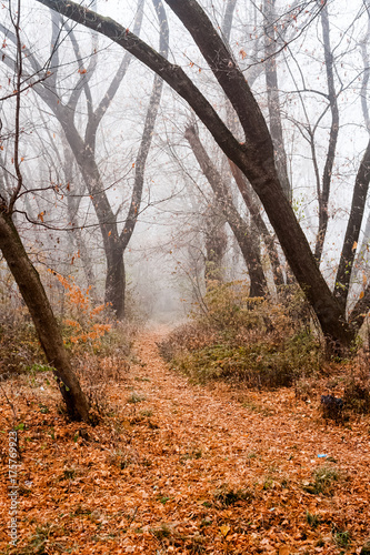 Romanian mountain landscape with fog and trees   © ileana_bt