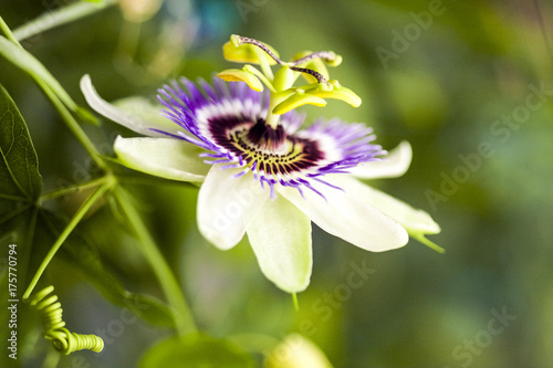 Passion flower (Passiflora incarnata) with details
 photo