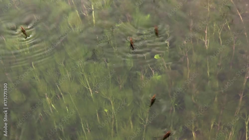 Grupo de Insectos ( zapateros ) sobre el agua de un arroyo con algas verdes  en el fondo

