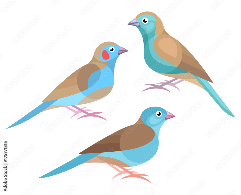 Obraz premium Stylized Birds - Blue Waxbill, Red-cheeked Cordon-bleu, Blue-capped Cordon-bleu