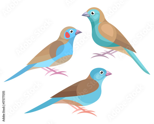 Stylized Birds - Blue Waxbill, Red-cheeked Cordon-bleu, Blue-capped Cordon-bleu