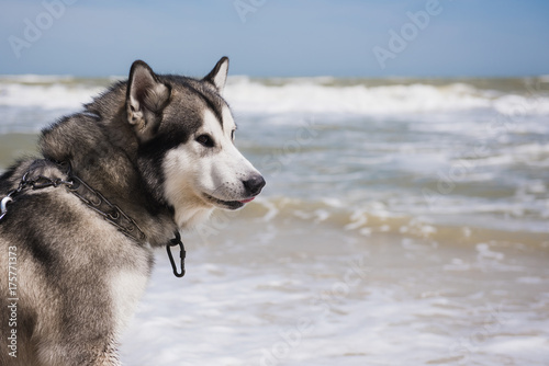 Alaskan malamute closeup. Storm Sea in the background. Dog looks away.