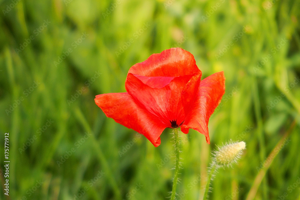 red poppies on a summer meadow on a sunny day red poppies on a summer meadow on a sunny day